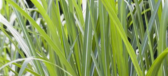 Miscanthus giganteus