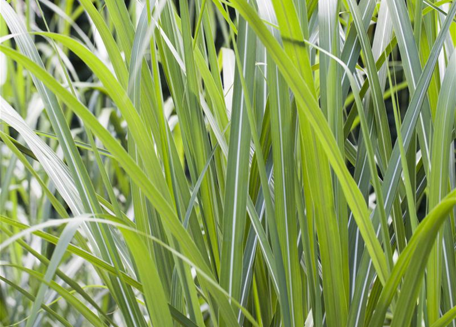 Miscanthus giganteus