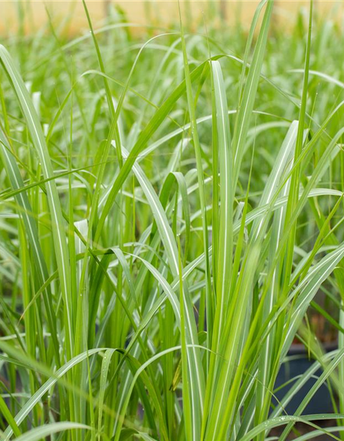 Miscanthus giganteus