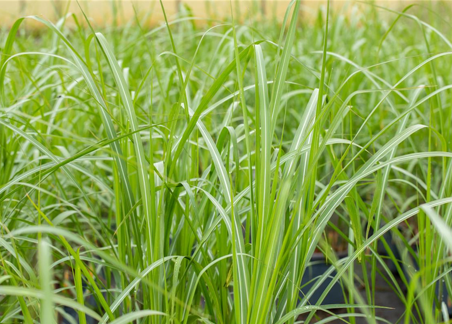 Miscanthus giganteus