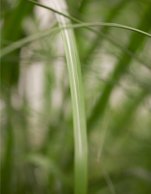 Miscanthus giganteus