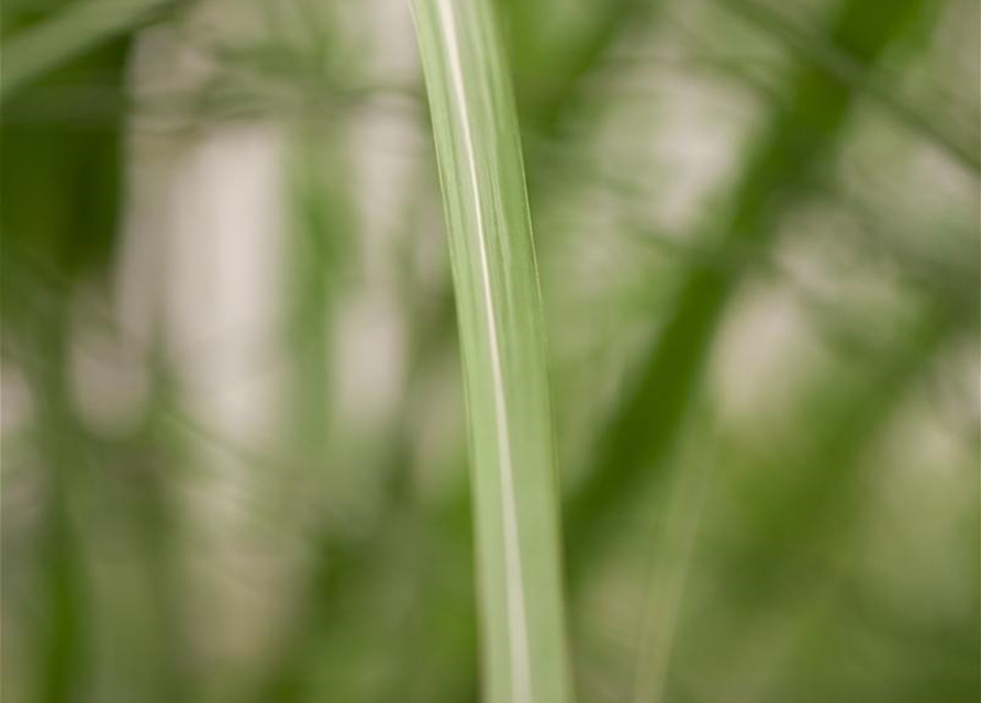 Miscanthus giganteus