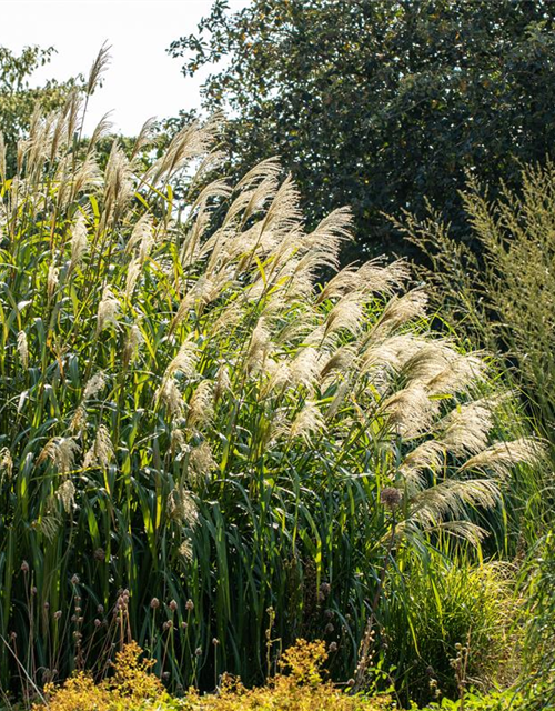 Miscanthus giganteus