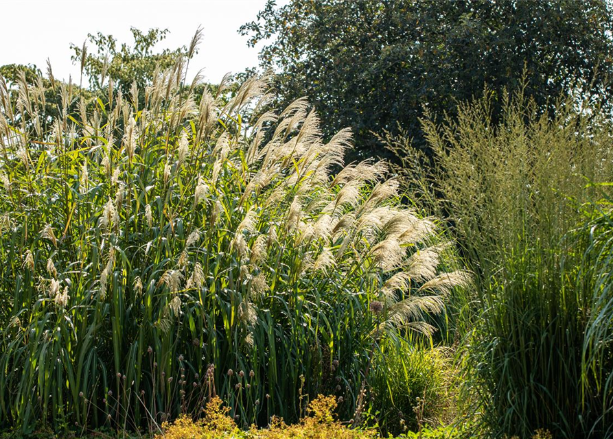 Miscanthus giganteus