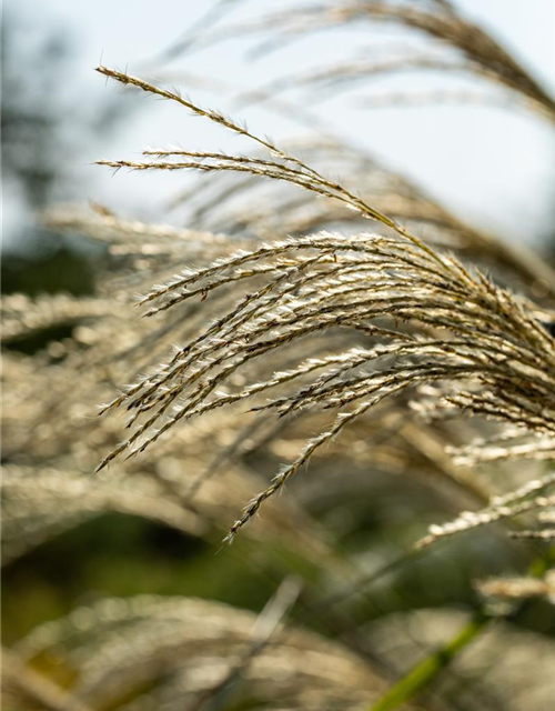 Miscanthus giganteus