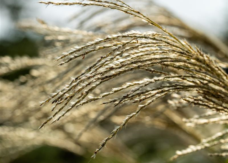 Miscanthus giganteus