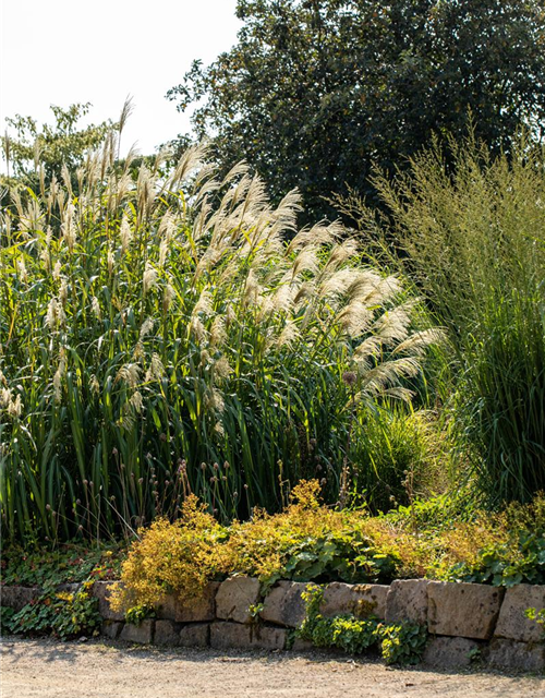 Miscanthus giganteus