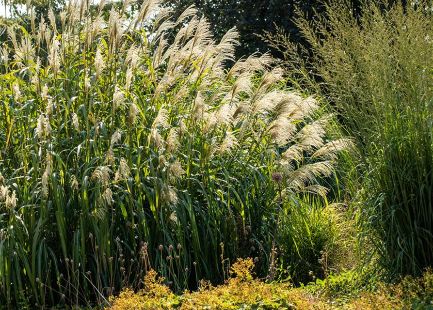 Miscanthus giganteus