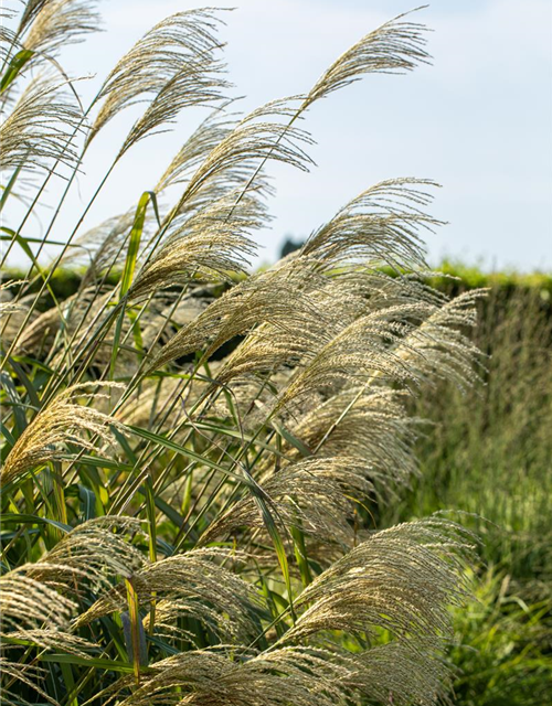 Miscanthus giganteus