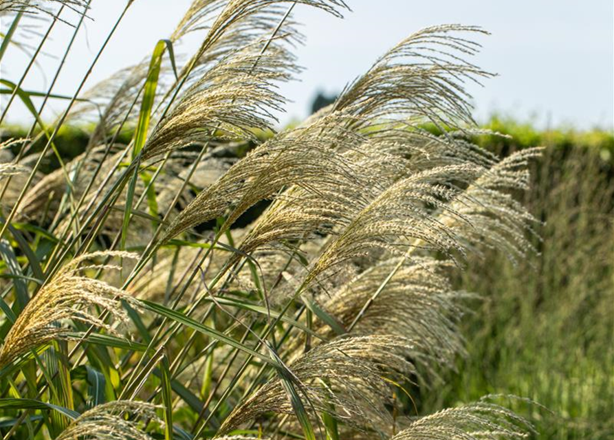 Miscanthus giganteus