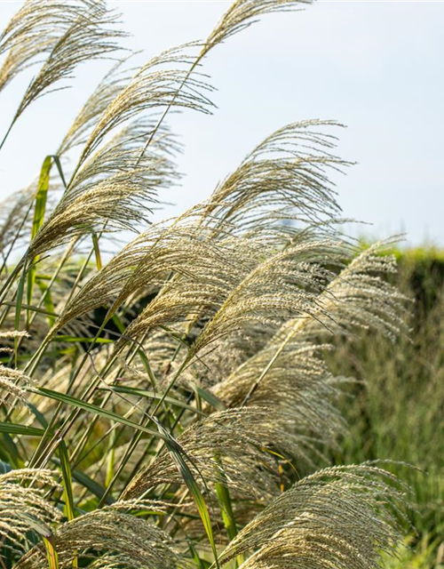 Miscanthus giganteus