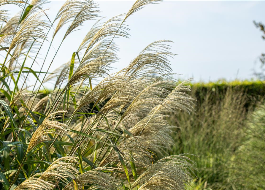 Miscanthus giganteus