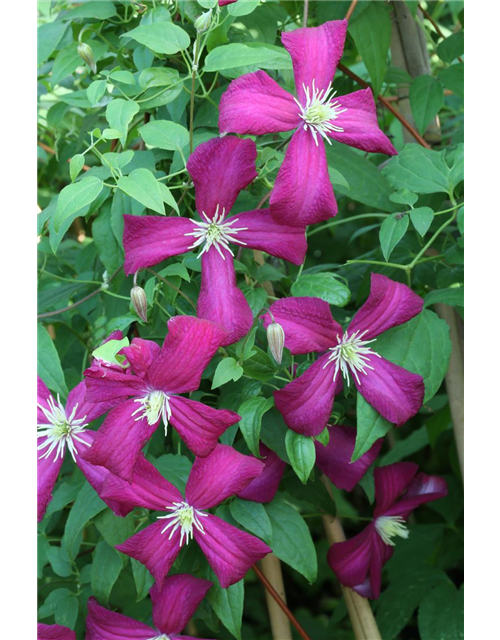 Clematis viticella 'Madame Julia Correvon'