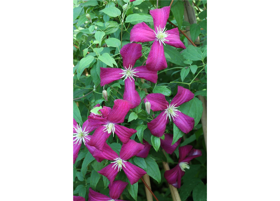 Clematis viticella 'Madame Julia Correvon'