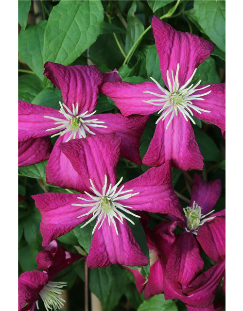 Clematis viticella 'Madame Julia Correvon'