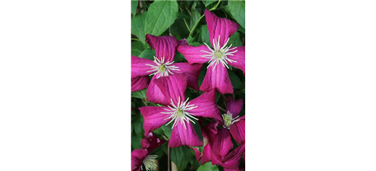 Clematis viticella 'Madame Julia Correvon'