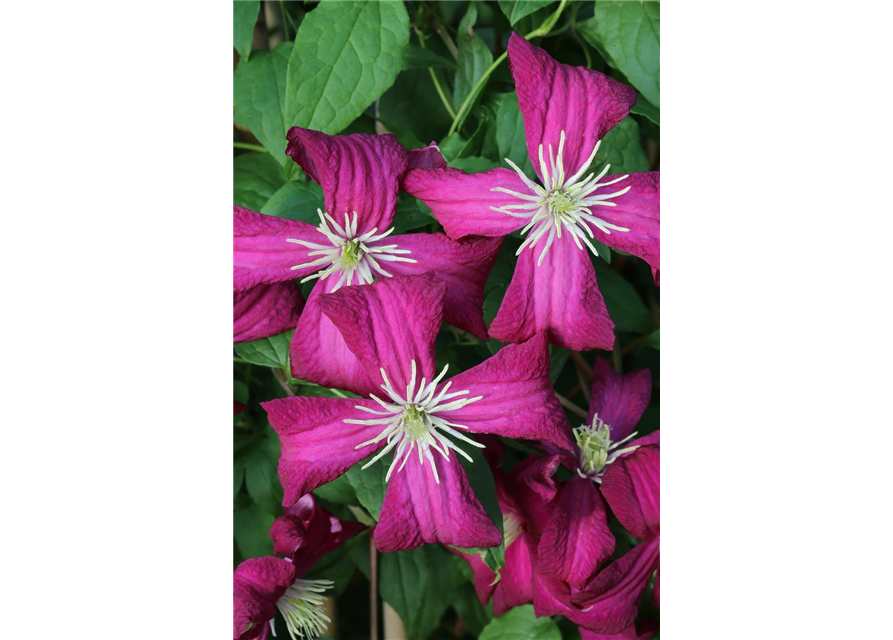 Clematis viticella 'Madame Julia Correvon'