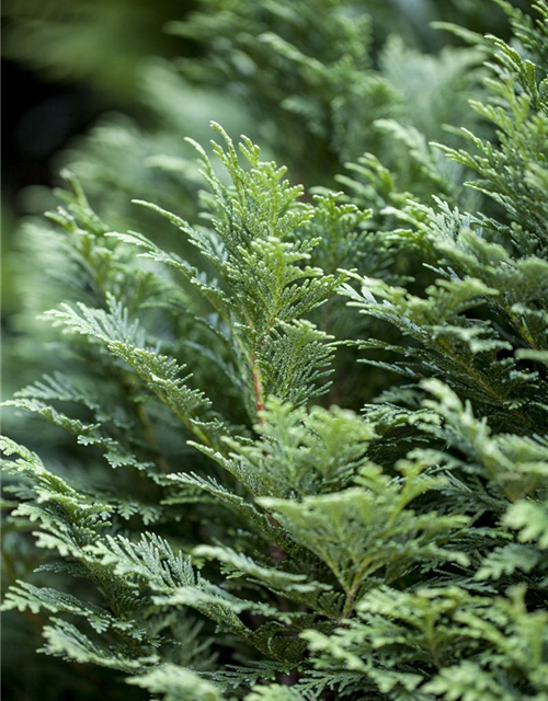 Chamaecyparis lawsoniana 'Minima Glauca'