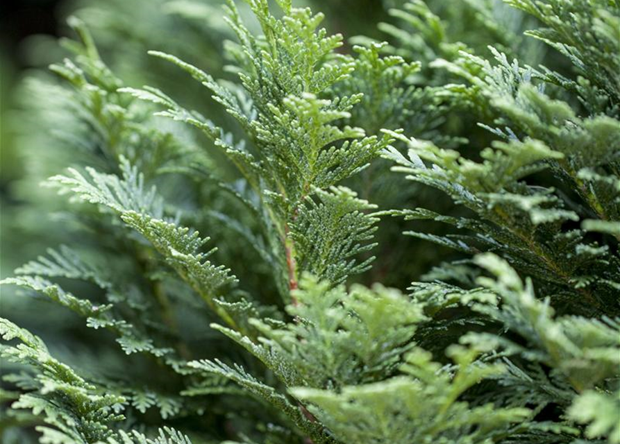 Chamaecyparis lawsoniana 'Minima Glauca'