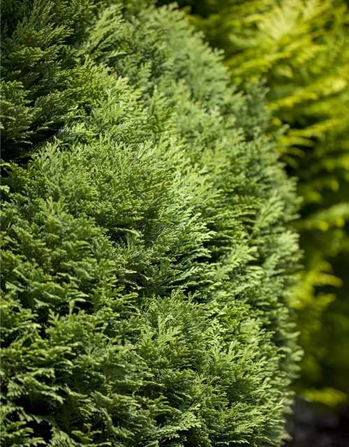 Chamaecyparis lawsoniana 'Minima Glauca'