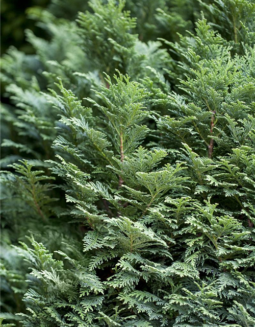 Chamaecyparis lawsoniana 'Minima Glauca'