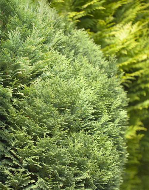 Chamaecyparis lawsoniana 'Minima Glauca'