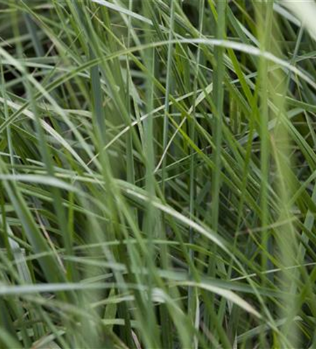 Miscanthus sinensis 'Graziella'