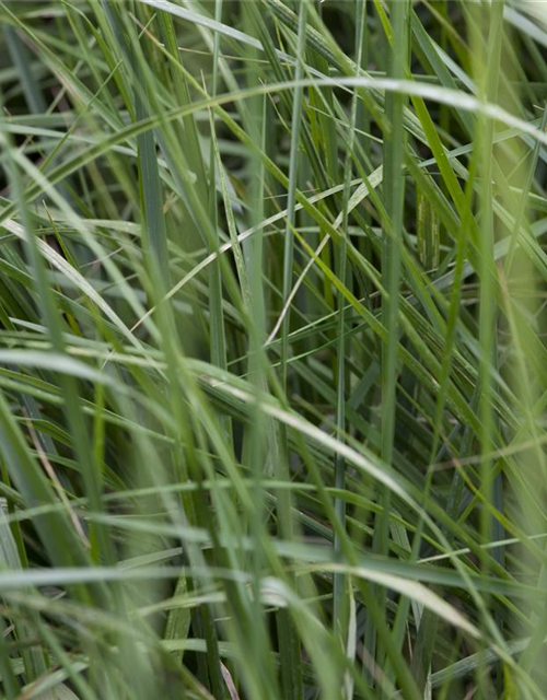 Miscanthus sinensis 'Graziella'