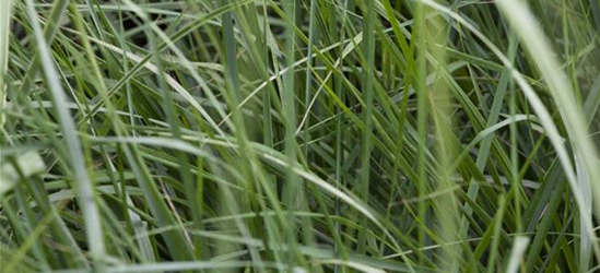 Miscanthus sinensis 'Graziella'