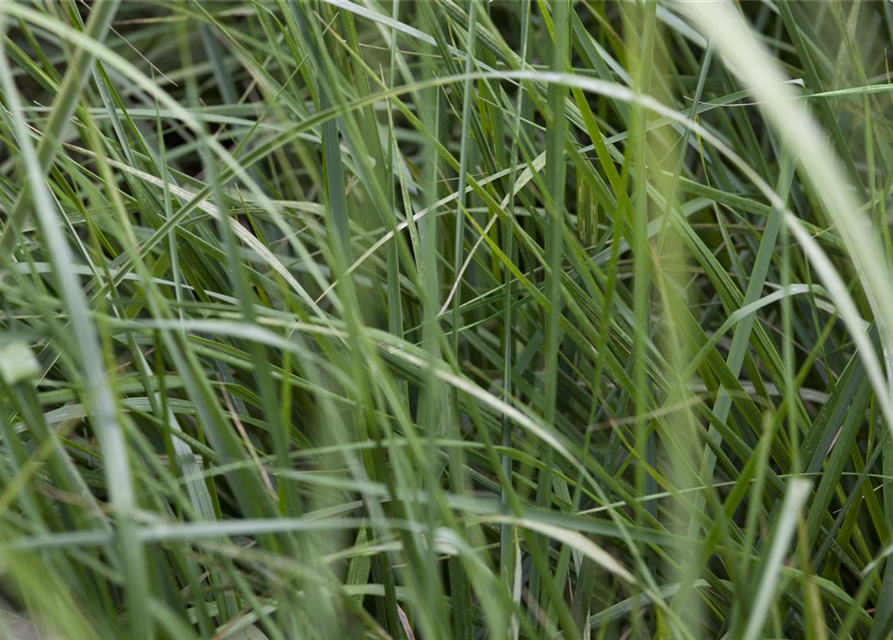 Miscanthus sinensis 'Graziella'