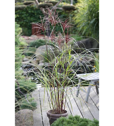 Miscanthus sinensis 'Malepartus'