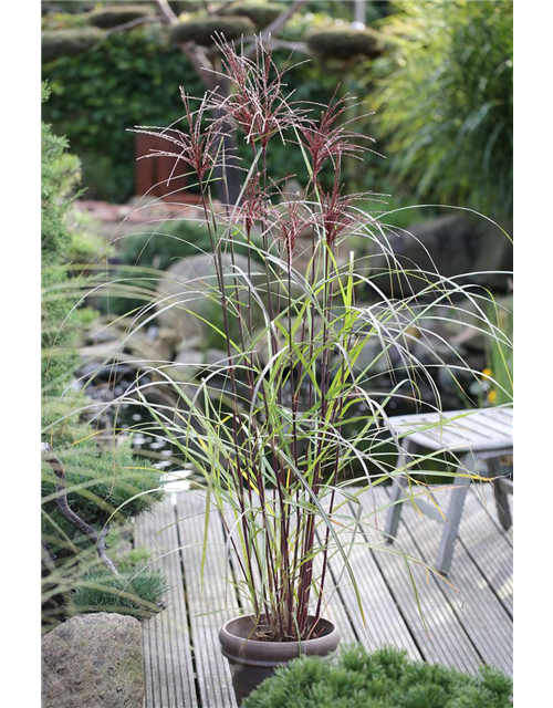 Miscanthus sinensis 'Malepartus'