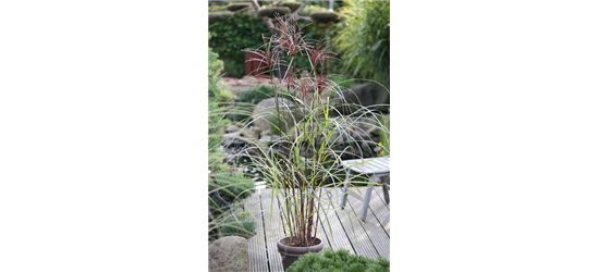 Miscanthus sinensis 'Malepartus'