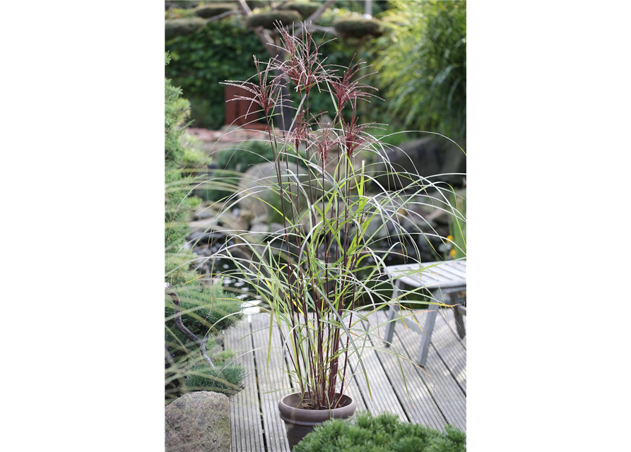 Miscanthus sinensis 'Malepartus'