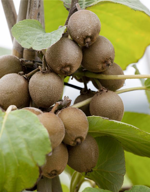 Actinidia chinensis 'Jenny'