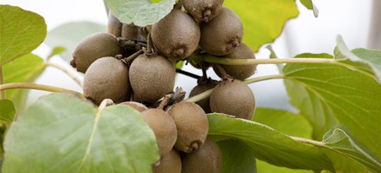 Actinidia chinensis 'Jenny'