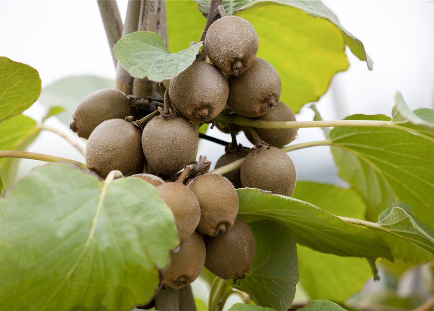 Actinidia chinensis 'Jenny'