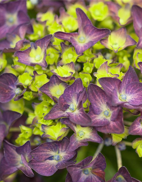 Hydrangea macrophylla 'Music-Collection'® 'Deep Purple Dance'®