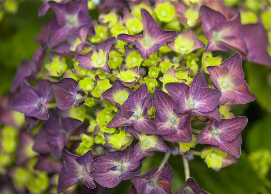 Hydrangea macrophylla 'Music-Collection'® 'Deep Purple Dance'®