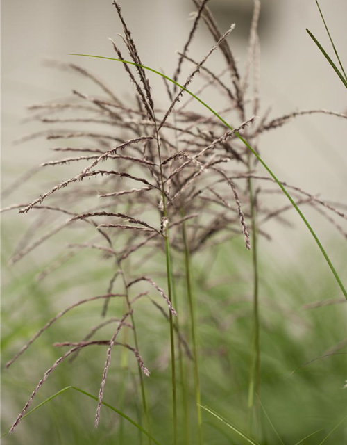 Miscanthus sinensis 'Malepartus'