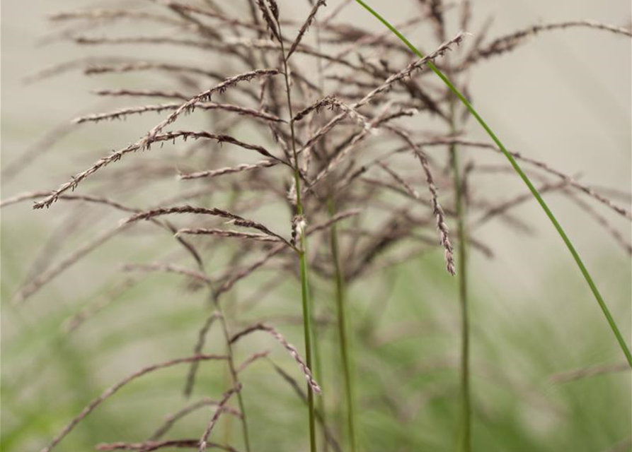 Miscanthus sinensis 'Malepartus'