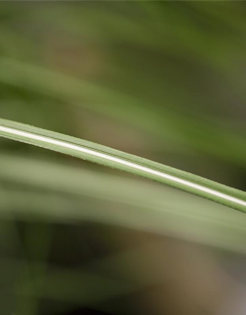 Miscanthus sinensis 'Malepartus'