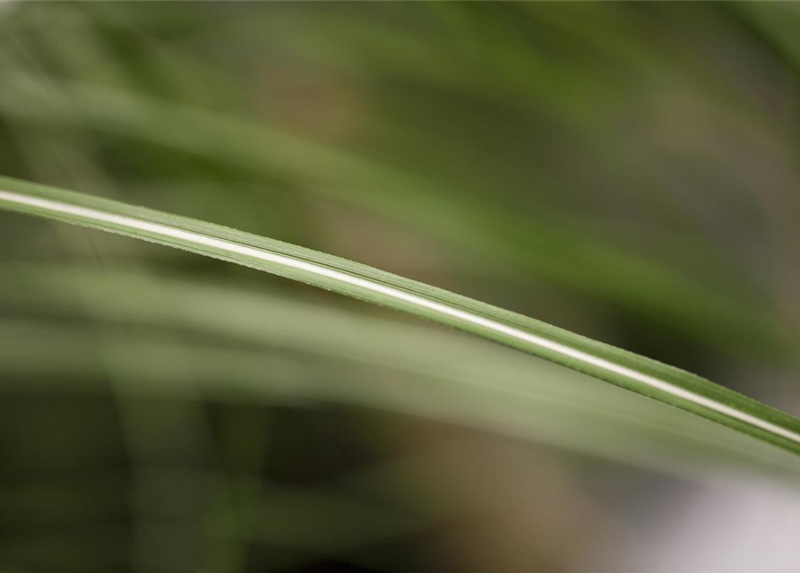 Miscanthus sinensis 'Malepartus'