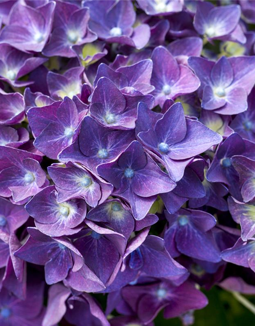 Hydrangea macrophylla 'Music-Collection'® 'Deep Purple Dance'®