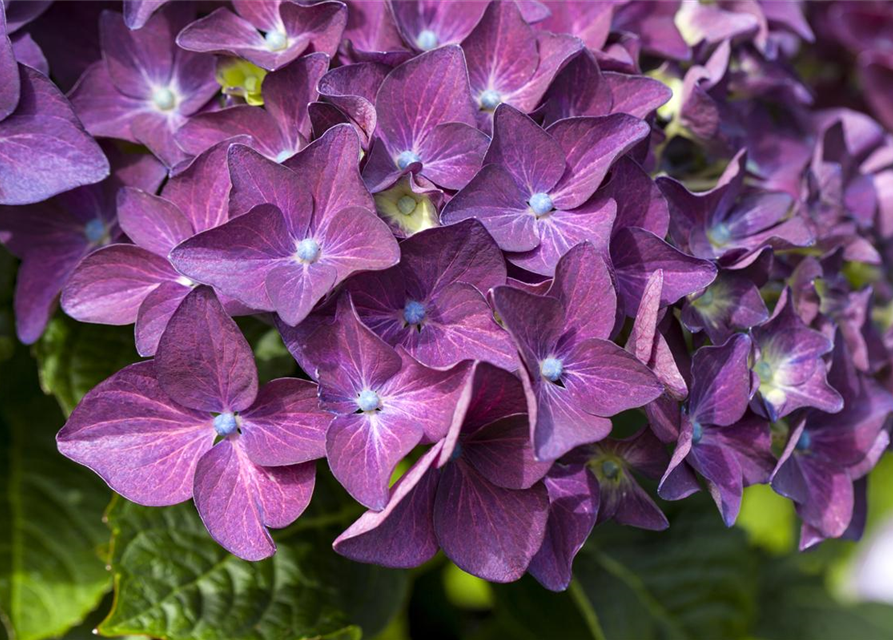 Hydrangea macrophylla 'Music-Collection'® 'Deep Purple Dance'®