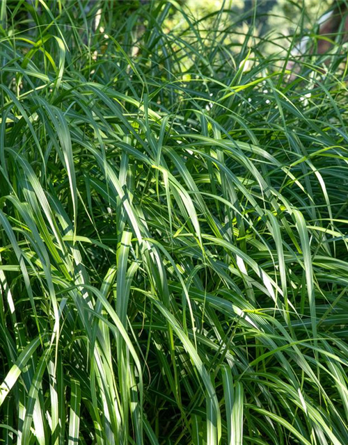 Miscanthus sinensis 'Malepartus'