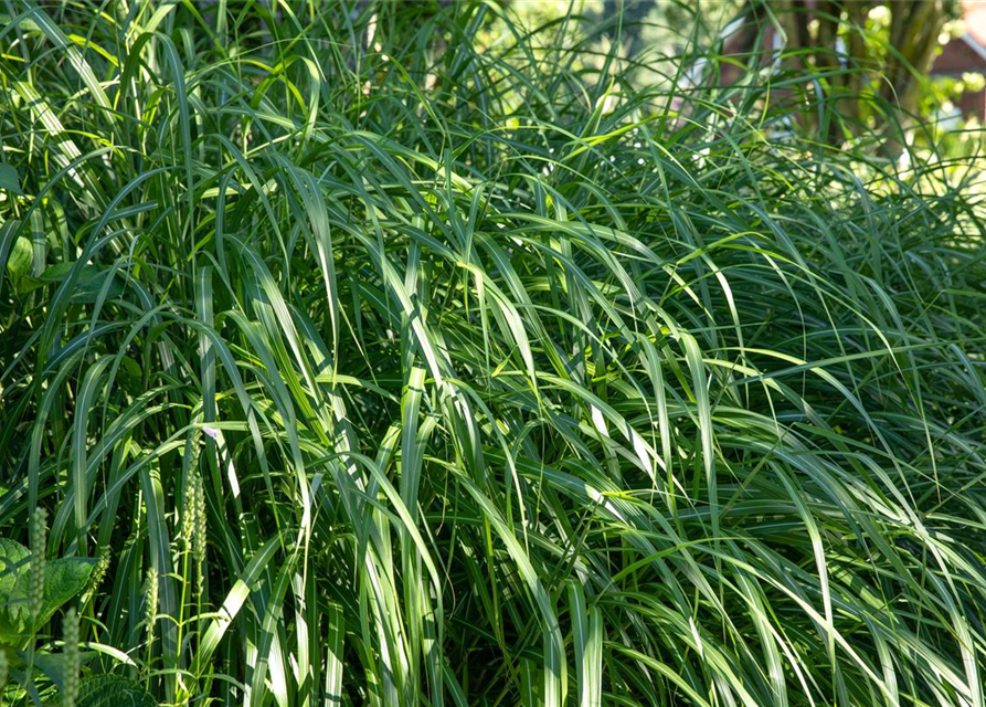 Miscanthus sinensis 'Malepartus'