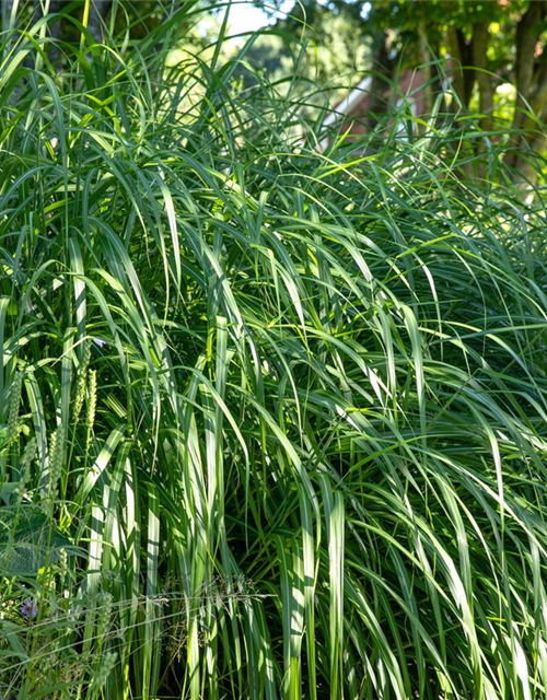 Miscanthus sinensis 'Malepartus'