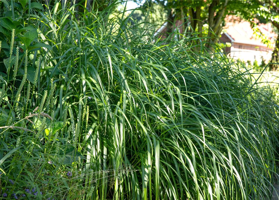 Miscanthus sinensis 'Malepartus'