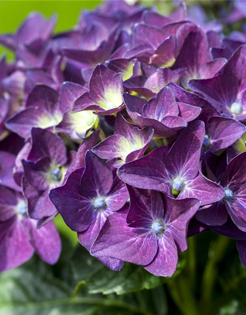 Hydrangea macrophylla 'Music-Collection'® 'Deep Purple Dance'®